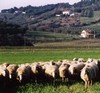 pascolo